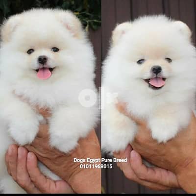 beautiful mini Pomeranian puppies best quality pure breed