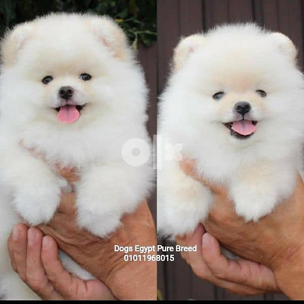 beautiful mini Pomeranian puppies best quality pure breed 0