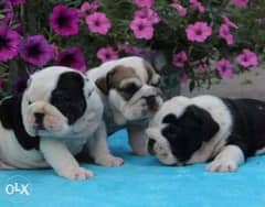 English bulldog puppies, imported with all dcs. . Males and females 0