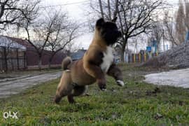 American akita puppies, imported with all dcs. . Fci pedigree 0