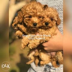 Mini poodle puppies available in egypt