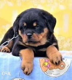 Rottweiler puppies. . Imported parents 0