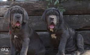 Imported Neapolitan mastiff puppies, top quality with all dcs 0