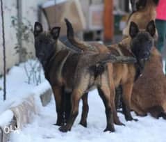 Reserve ur imported Malinois puppy. . Champion bloodline with all dcs 0