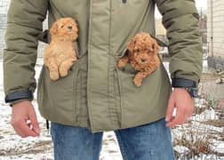 imported toy poodle puppies , FASTEST DELIVERY 0