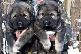 Top quality imported Caucasian puppies with Pedigree 0