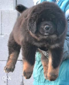 Imported Tibetan mastiff puppies, Giant size with Pedigree 0