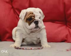 The best imported English bulldog puppies with Pedigree , all colors 0