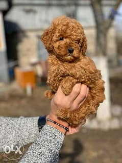 Chocolate poodle puppies, imported with all dcs. . Top quality 0