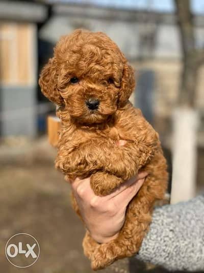 poodle puppies, premium quality