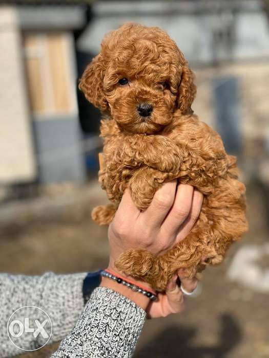 poodle puppies, premium quality 1