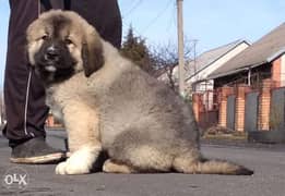 Reserve ur imported Caucasian puppy, Giant size with Pedigree 0