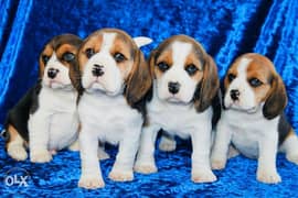 Imported beagle puppies, top quality with Pedigree 0