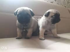 Imported super mini pug puppies with all documents, top quality 0
