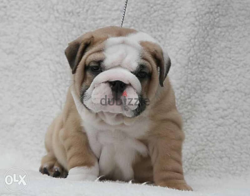 English bulldog puppies, CHAMPION parents. . Fci pedigree 0