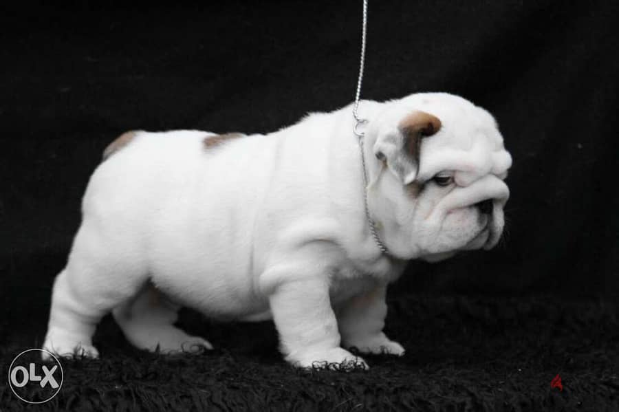 English bulldog puppies, CHAMPION parents. . Fci pedigree 1