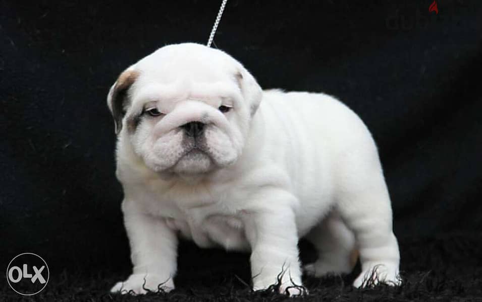 English bulldog puppies, CHAMPION parents. . Fci pedigree 3