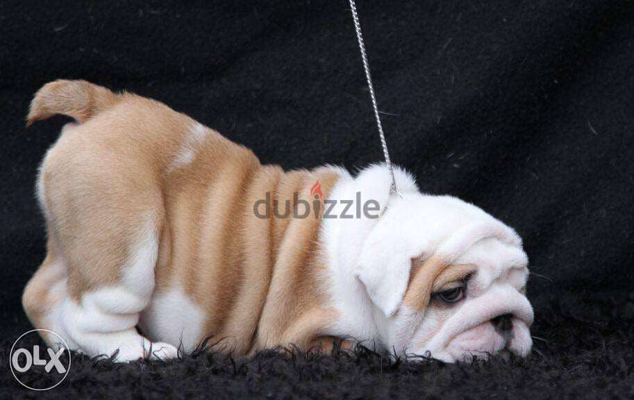 English bulldog puppies, CHAMPION parents. . Fci pedigree 4