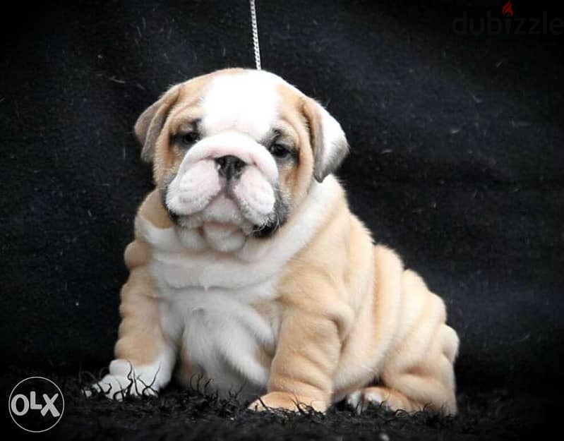 English bulldog puppies, CHAMPION parents. . Fci pedigree 5