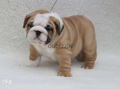 English bulldog puppies, CHAMPION parents. . Fci pedigree