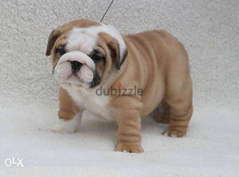 English bulldog puppies, CHAMPION parents. . Fci pedigree 0