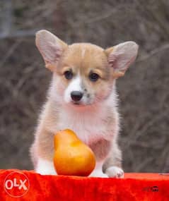 Pedigree corgi outlet puppies for sale