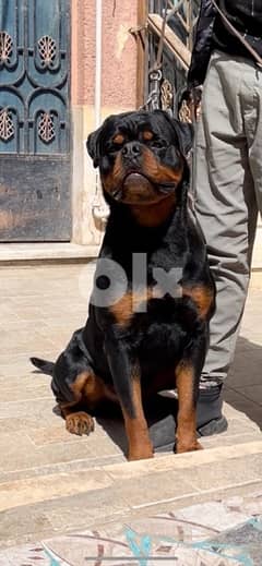 rottweiler puppies for sale 0