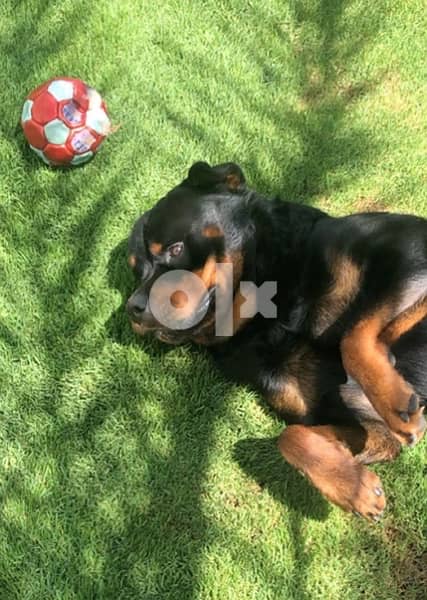 Rottweiler For Mating كلب روت دكر للجواز 0