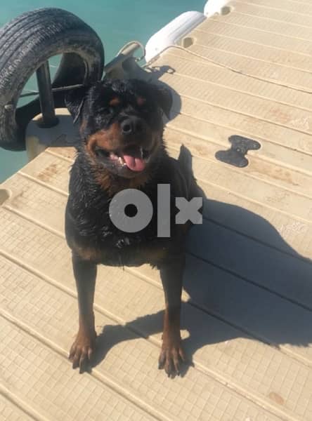 Rottweiler For Mating كلب روت دكر للجواز 2