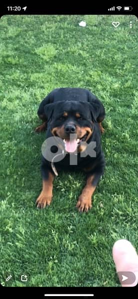 Rottweiler For Mating كلب روت دكر للجواز 3