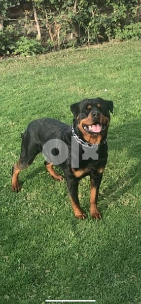 Rottweiler For Mating كلب روت دكر للجواز 4