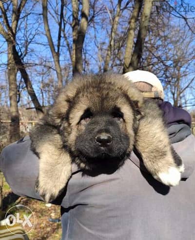 Best imported GIANT Caucasian puppies with all dcs. . PREMIUM QUALITY