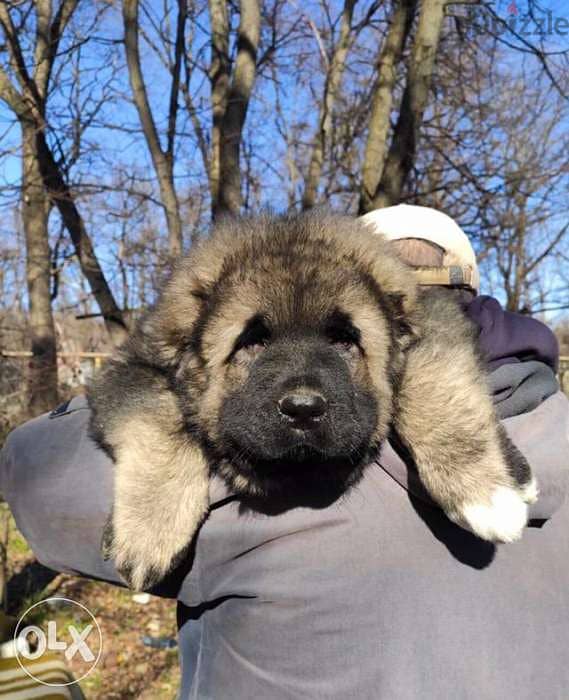 Best imported GIANT Caucasian puppies with all dcs. . PREMIUM QUALITY 0