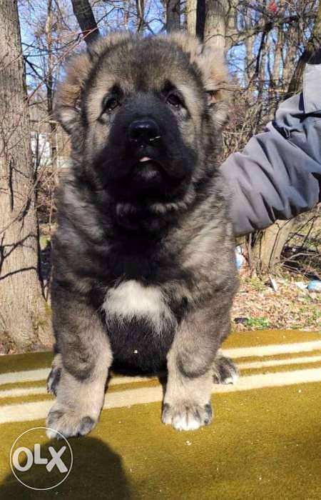 Best imported GIANT Caucasian puppies with all dcs. . PREMIUM QUALITY 2