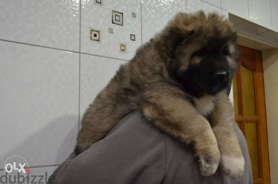 Best imported GIANT Caucasian puppies with all dcs. . PREMIUM QUALITY 3