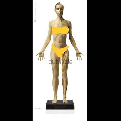 Anatomy Tools Female 1:3 Flesh /Anatomy v1A