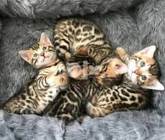 قطط بنغالي صغيرة Bengal Kittens 0