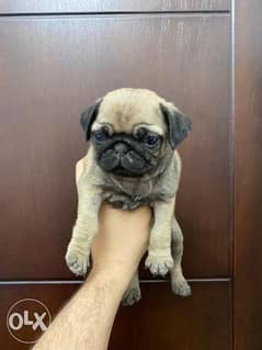 Mini pug puppies, very small size. . From imported parents 0