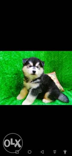 available husky puppies هاسكي 0