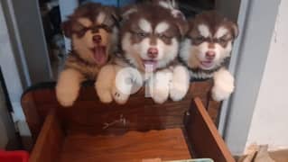 Alaskan Malamute Puppies for sale 0