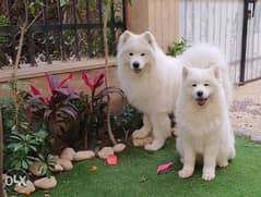 Samoyed Puppies champion Bloodline full Documents 0