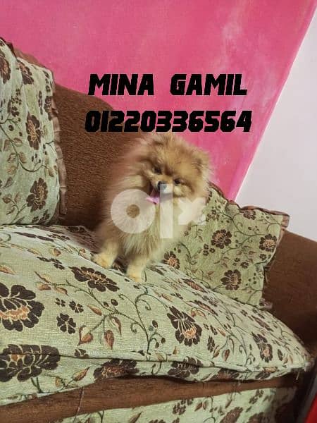 male Pomeranian for mating 1