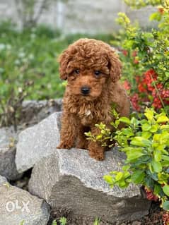 Chocolate toy poodle puppies