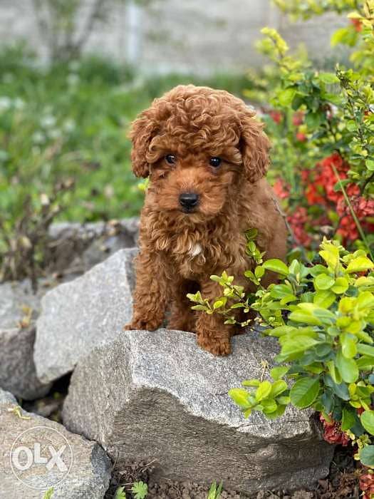 Chocolate Toy Poodle Puppies Dogs
