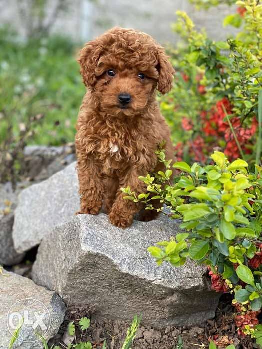 Chocolate toy poodle puppies 1