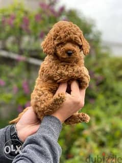 toy poodle puppies , best quality
