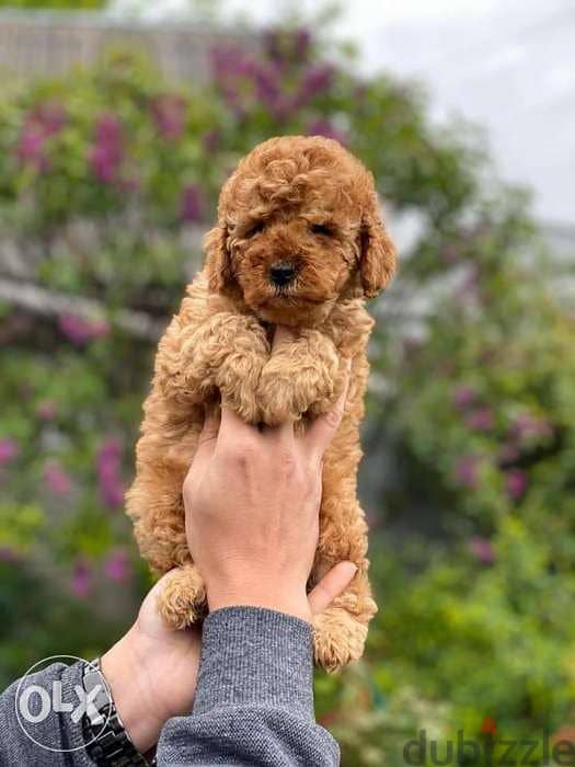 toy poodle puppies , best quality 1