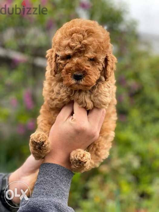 toy poodle puppies , best quality 2