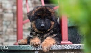Fci pedigree imported german shepherd puppies. . Top quality 0