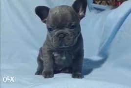 blue French Bulldog puppies , top quality 0